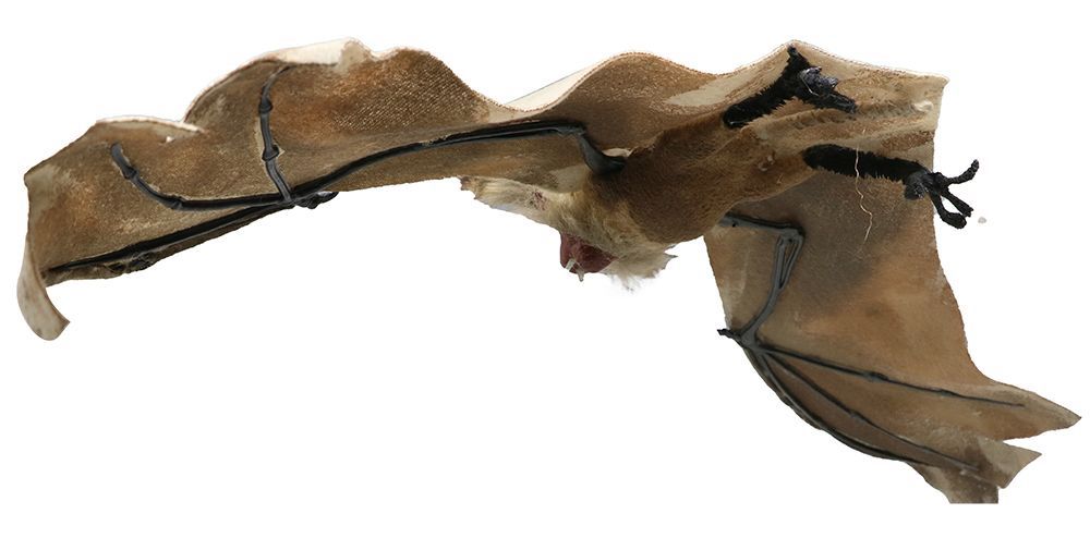 Chauve-souris d'Halloween 60cm