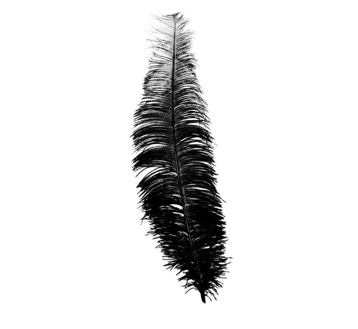 Plumes d'autruche noires 40cm 12pcs