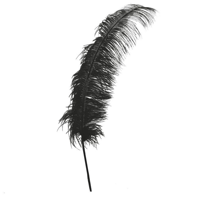 Plumes d'autruche noires 50cm 12pcs