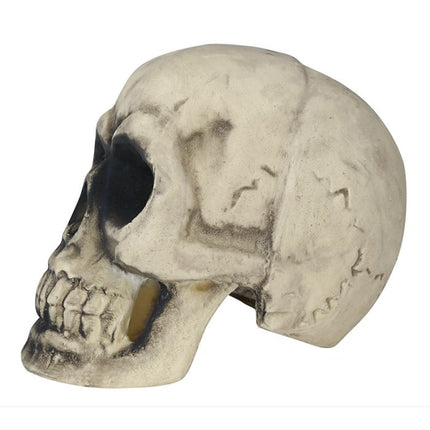 Crâne d'Halloween 32cm