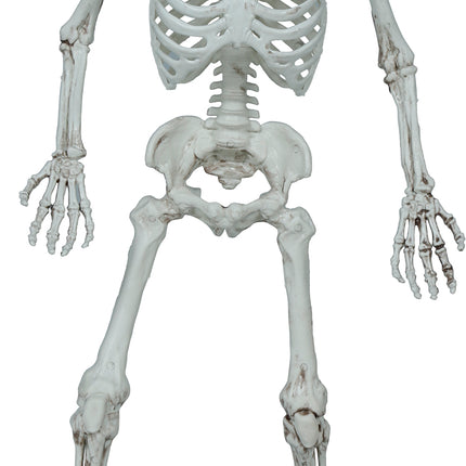 Squelette d'Halloween 55cm