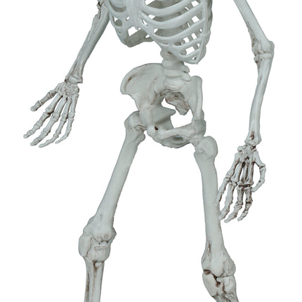 Squelette d'Halloween 55cm
