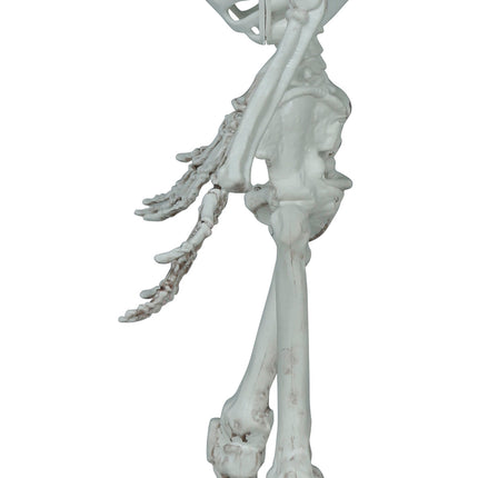 Squelette d'Halloween 55cm