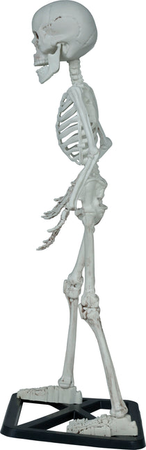 Squelette d'Halloween 55cm