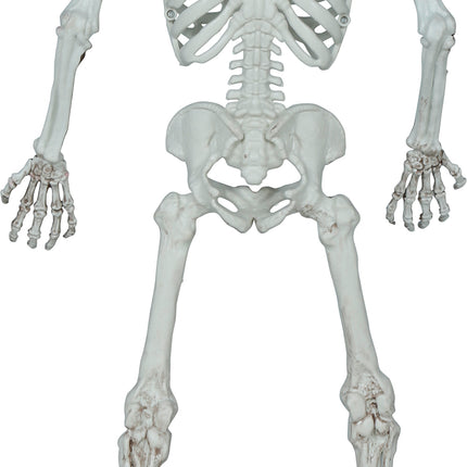 Squelette d'Halloween 55cm