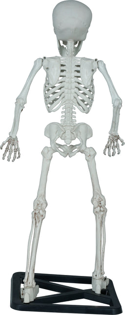 Squelette d'Halloween 55cm