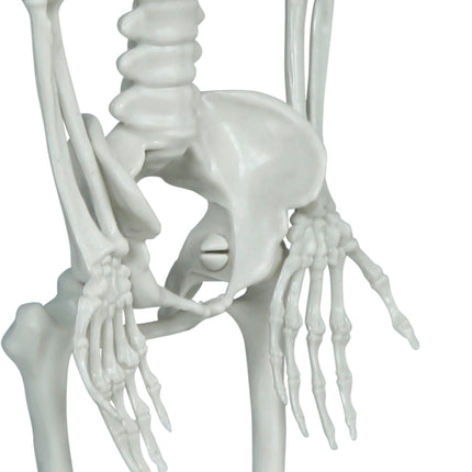 Halloween Skelet Hangend Groot Hoofd 40cm