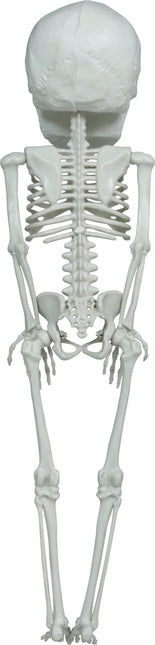 Halloween Skelet Hangend Groot Hoofd 40cm