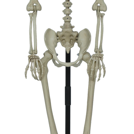 Halloween Skelet Op Standaard 1,55m