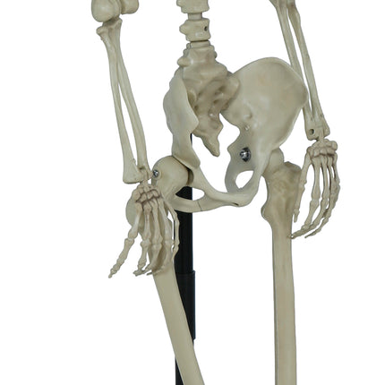 Halloween Skelet Op Standaard 1,55m