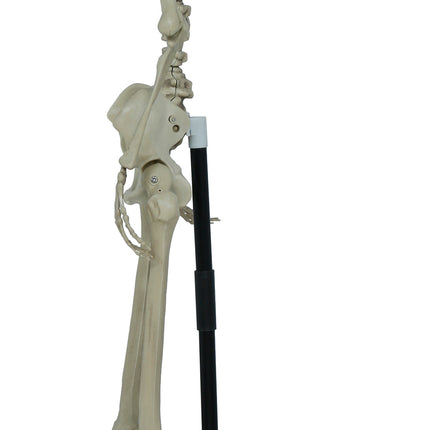 Halloween Skelet Op Standaard 1,55m
