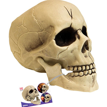 CRÂNE EN PVC AVEC MÂCHOIRE MOBILE 21 CM