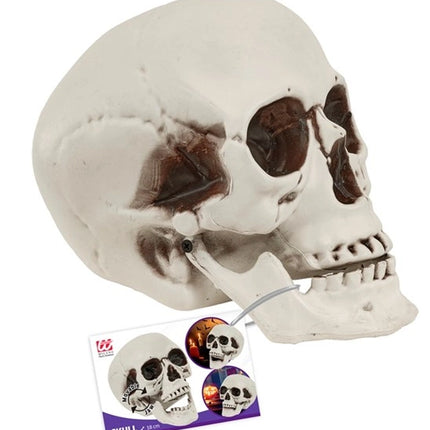 Crâne avec mâchoire mobile, 18 cm