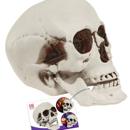 CRÂNE AVEC MÂCHOIRE MOBILE 28 CM