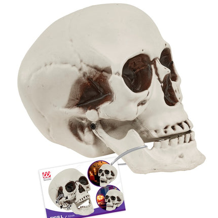 Crâne avec mâchoire mobile 12cm