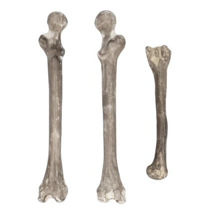 Squelette d'Halloween 6pcs