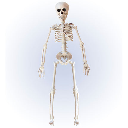 Squelette d'Halloween Beige 40cm