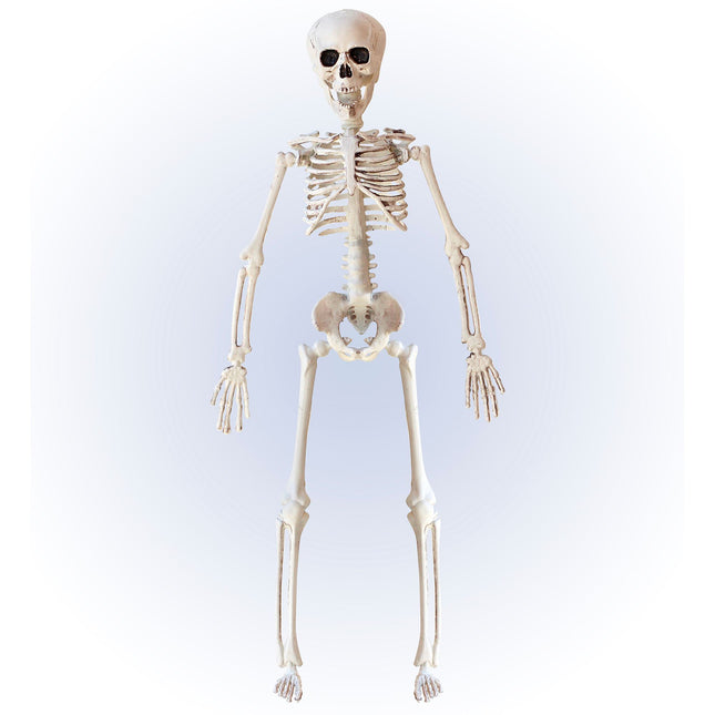 Squelette d'Halloween Beige 40cm