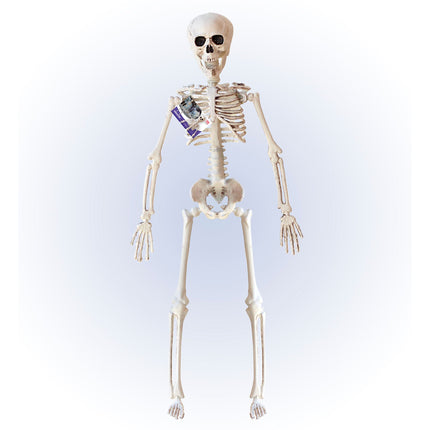 Squelette d'Halloween Beige 40cm