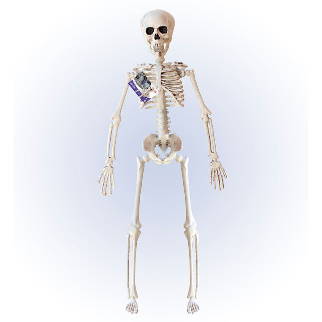 Squelette d'Halloween Beige 40cm