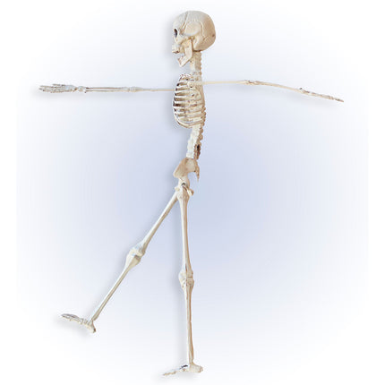 Squelette d'Halloween Beige 40cm