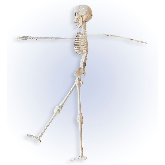 Squelette d'Halloween Beige 40cm