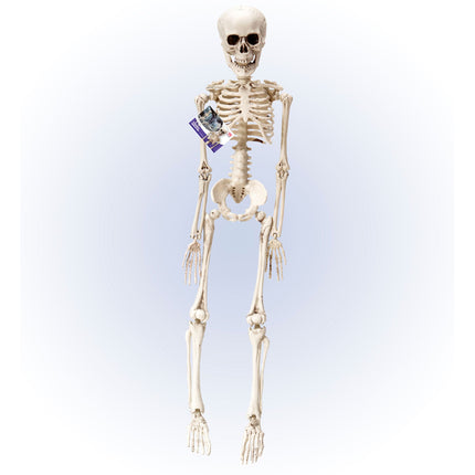Halloween Squelette Blanc 50cm