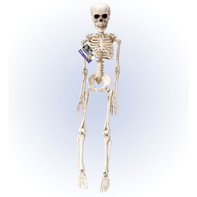 Halloween Squelette Blanc 50cm