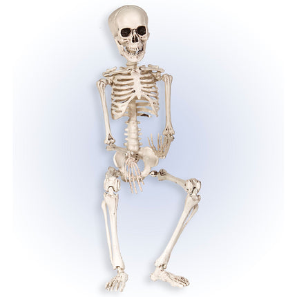 Halloween Squelette Blanc 50cm