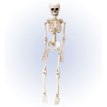 Halloween Squelette Blanc 50cm