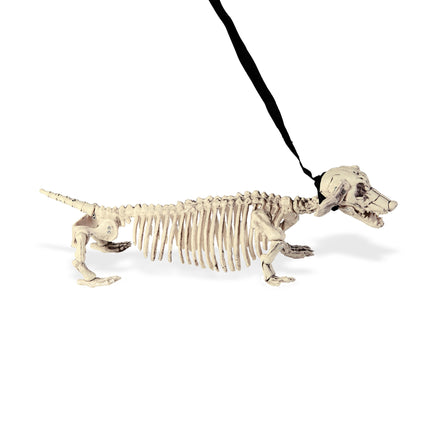 Tekkel squelette d'Halloween avec ceinture