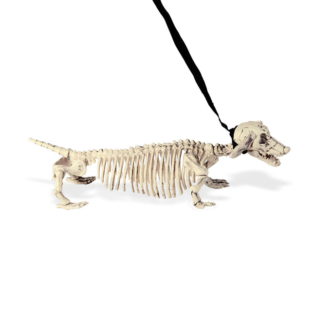 Tekkel squelette d'Halloween avec ceinture