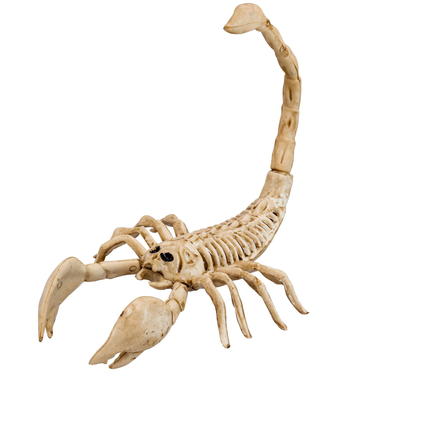 Halloween Squelette Scorpion 30cm