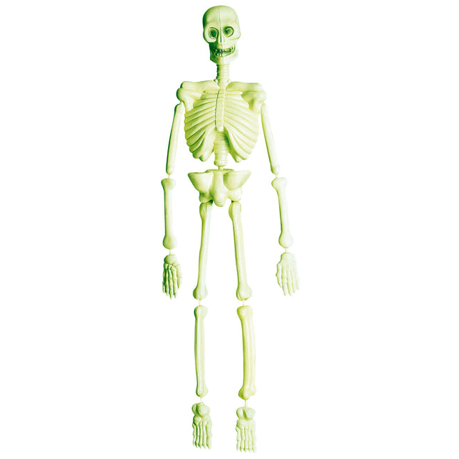 Laboratoire d'Halloween Squelette 90cm