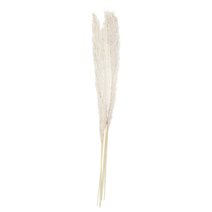 Fleurs sèches 90cm 5pcs