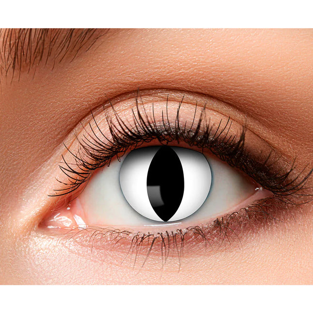 Lentilles de couleur blanche Chat