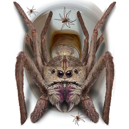 Halloween Decoratie Wc Spin van Fiestas Guirca koop je bij Partywinkel