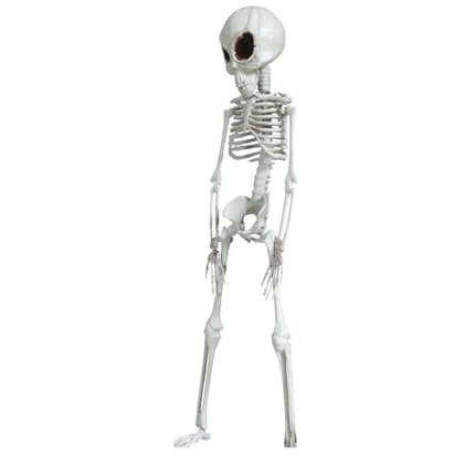 Halloween Hangdecoratie Skelet 42cm - Partywinkel - 8434077248775