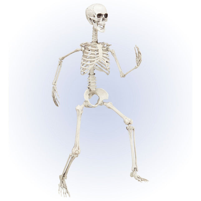 Halloween Skelet Beweegbaar 90cm van Widmann koop je bij Partywinkel